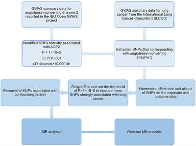 Causal linkage between angiotensin-converting enzyme 2 and risk of lung cancer: a bidirectional two-sample Mendelian randomization study